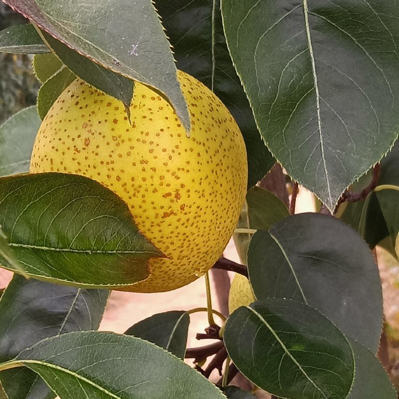 绥中白梨大量上市，皮薄肉甜，量大从优。