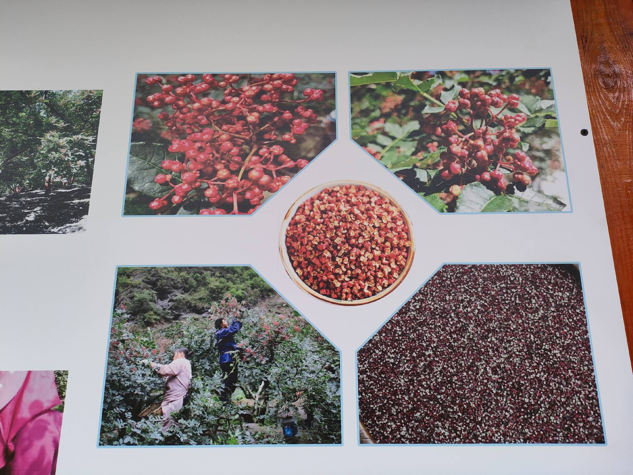 非遗工艺纪实图:中国西南产区传统花椒初加工现场。竹编簸箕内盛放大量新鲜采摘的成熟红花椒果实(Zanthoxylum bungeanum),色泽鲜亮红艳,果粒饱满,部分已自然开裂;工人身着浅色工装,佩戴棉质手套,正俯身细致挑除残留果梗、叶片及碎屑;地面干燥洁净,阳光斜射入窗,凸显花椒表面晶莹蜡质层与密集油腺点,真实还原‘人工精选+自然晾晒’的核心工序 传统花椒加工场景:竹匾中铺满刚采摘的鲜红花椒,工人戴手套手工拣去枝梗与杂质;背景可见晾晒架与木质簸箕,体现“采、拣、晒、焙”四步非遗工艺