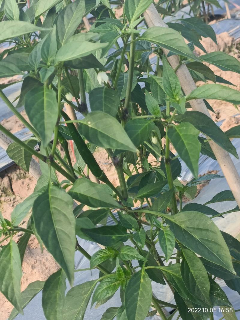 云南小米辣朝天椒小米椒辣椒红辣椒小红椒新鲜辣椒现摘小米辣