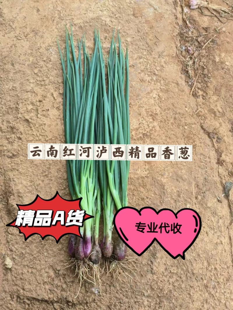 云南红河泸西精品香葱
