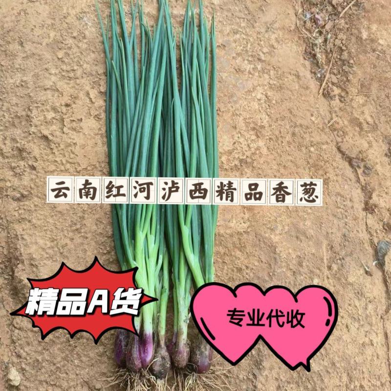 云南红河泸西精品香葱