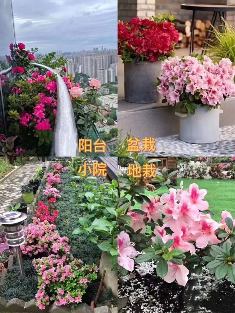 安库杜鹃（四季杜鹃）苗圃自产自销