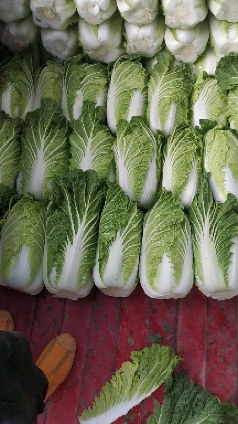 优质黄心大白菜，商超品质，全国发货欢迎客商实地考察看货