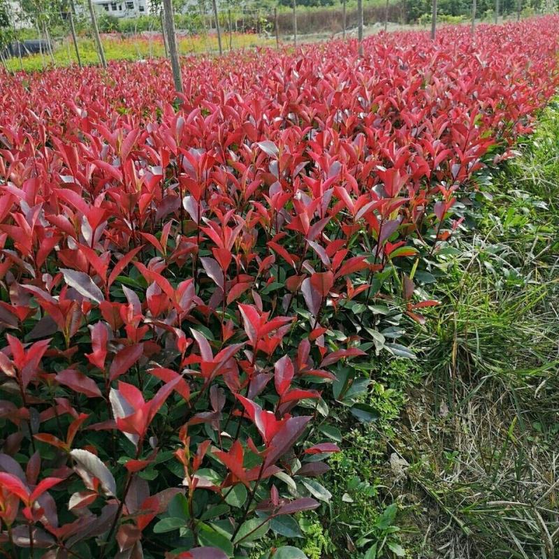 红叶石楠大杯苗50左右高冠幅20左右2个分支以上