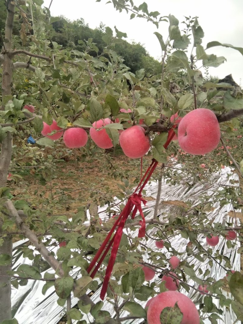 高原红富士冰糖心红富士