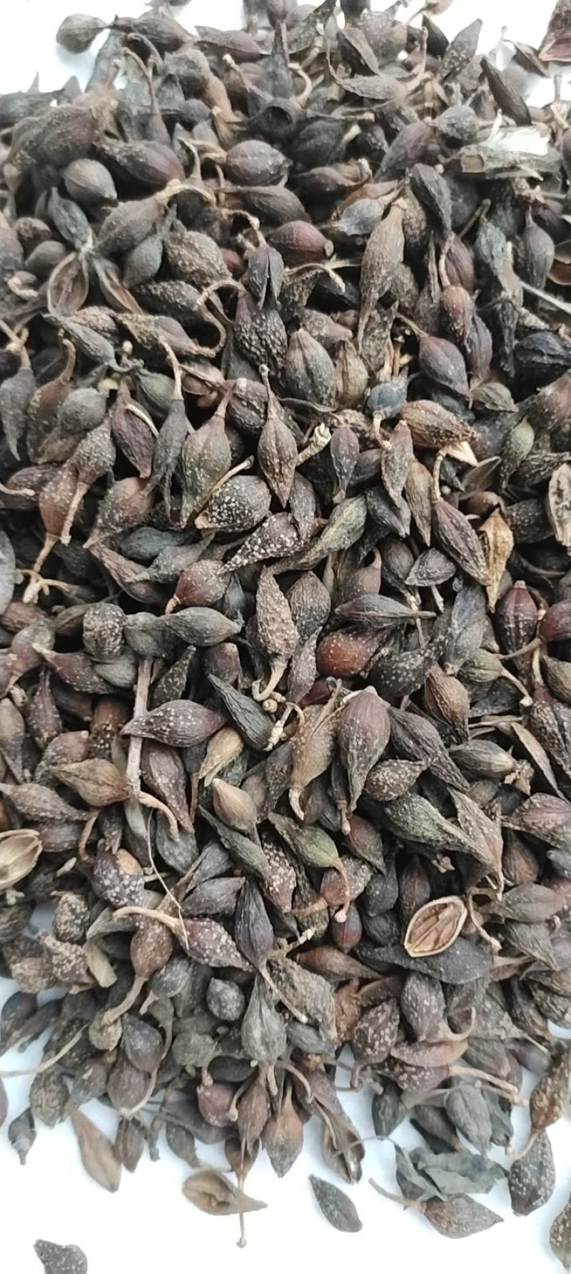 连翘青翘干货连翘药用中药材干货连翘中药材药用连翘