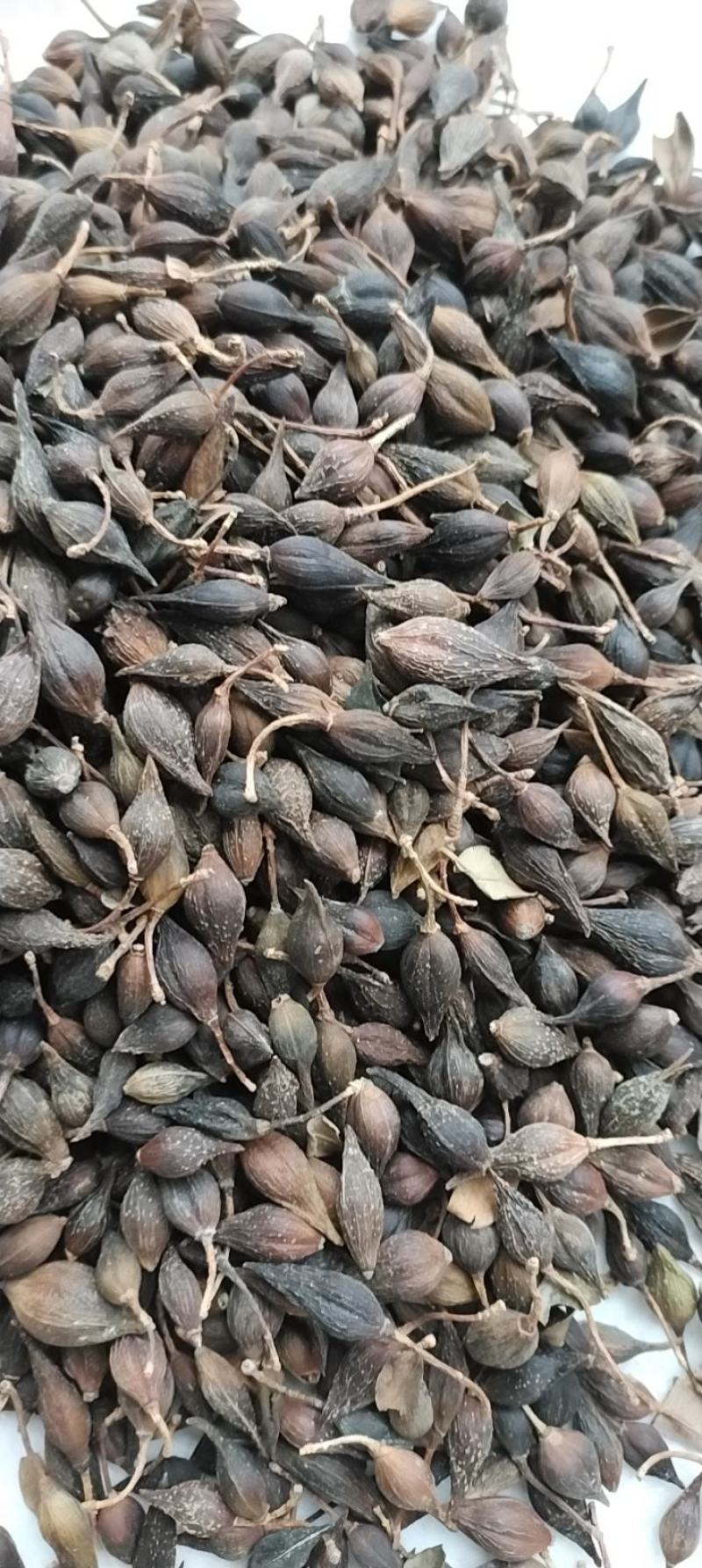 连翘青翘干货连翘药用中药材干货连翘中药材药用连翘