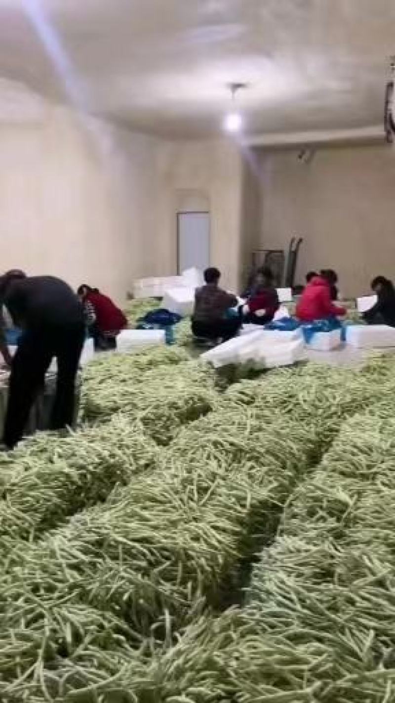 精品芸豆，白不老，绿无丝，白无丝，价格实惠，品质兼优。
