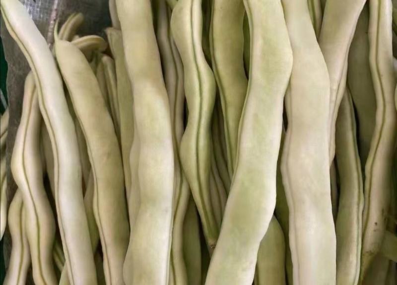 精品芸豆，白不老，绿无丝，白无丝，价格实惠，品质兼优。