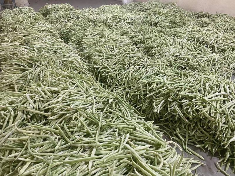 精品芸豆，白不老，绿无丝，白无丝，价格实惠，品质兼优。