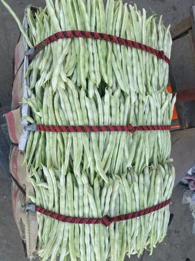 精品芸豆，白不老，绿无丝，白无丝，价格实惠，品质兼优。