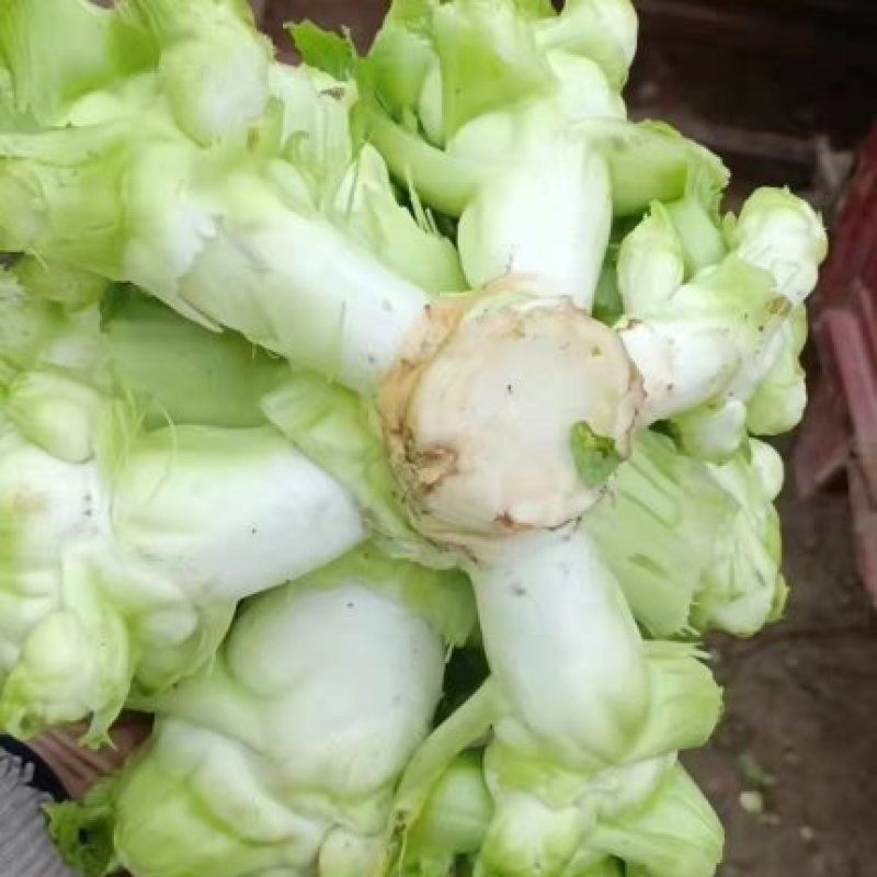 唐昌本地早儿菜上市了