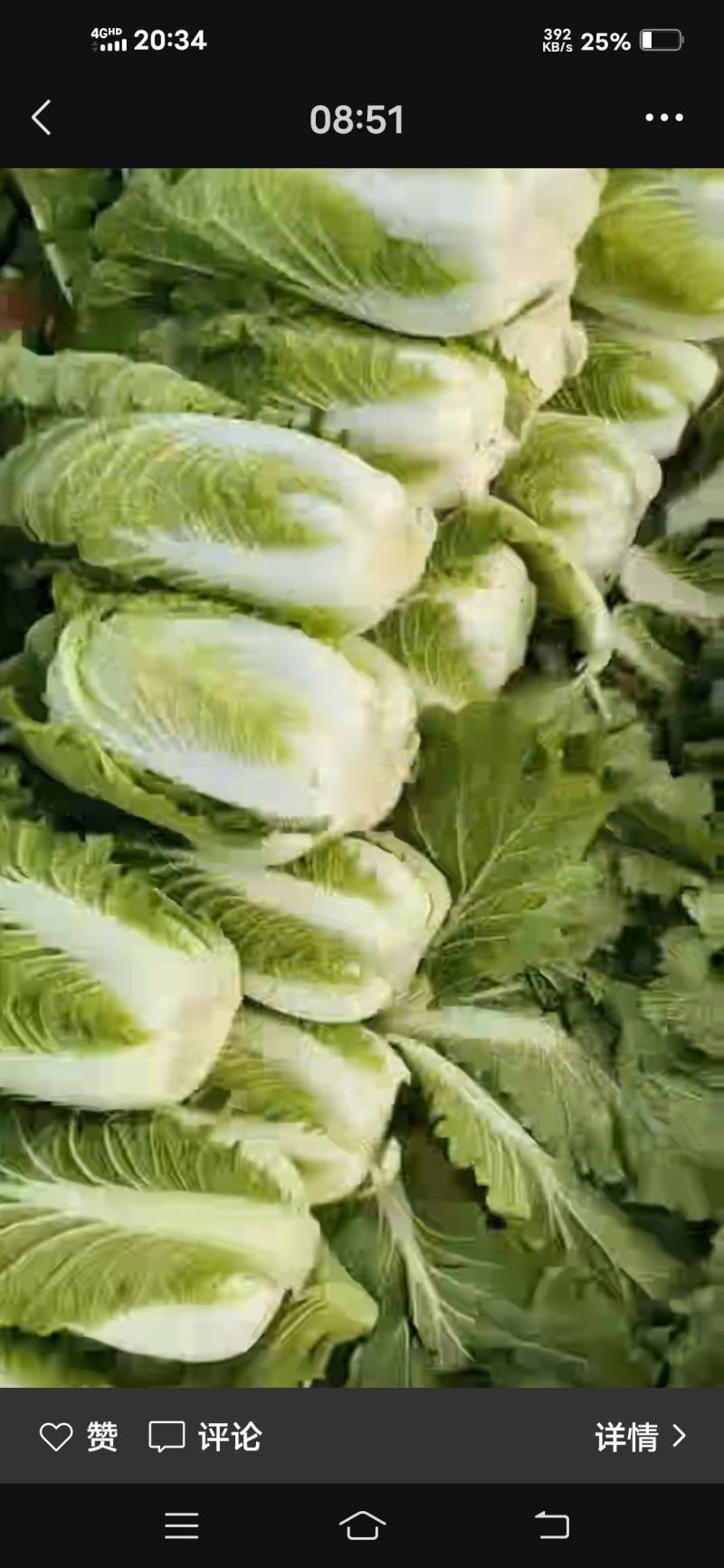白心大白菜，黄心大大白菜，储存时间长，