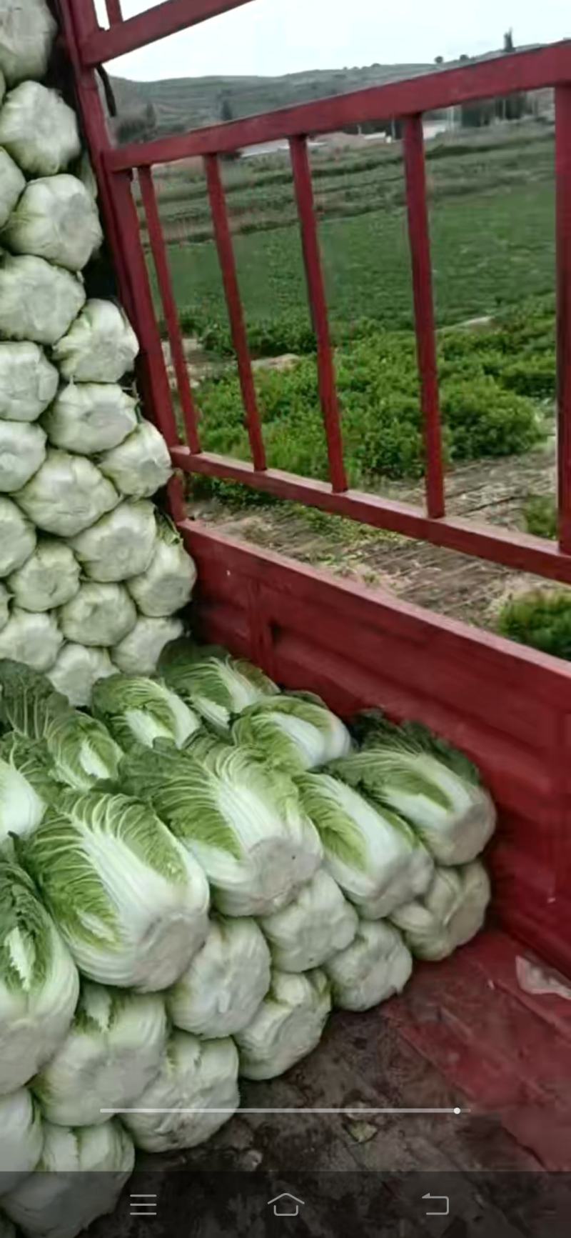 白心大白菜，黄心大大白菜，储存时间长，