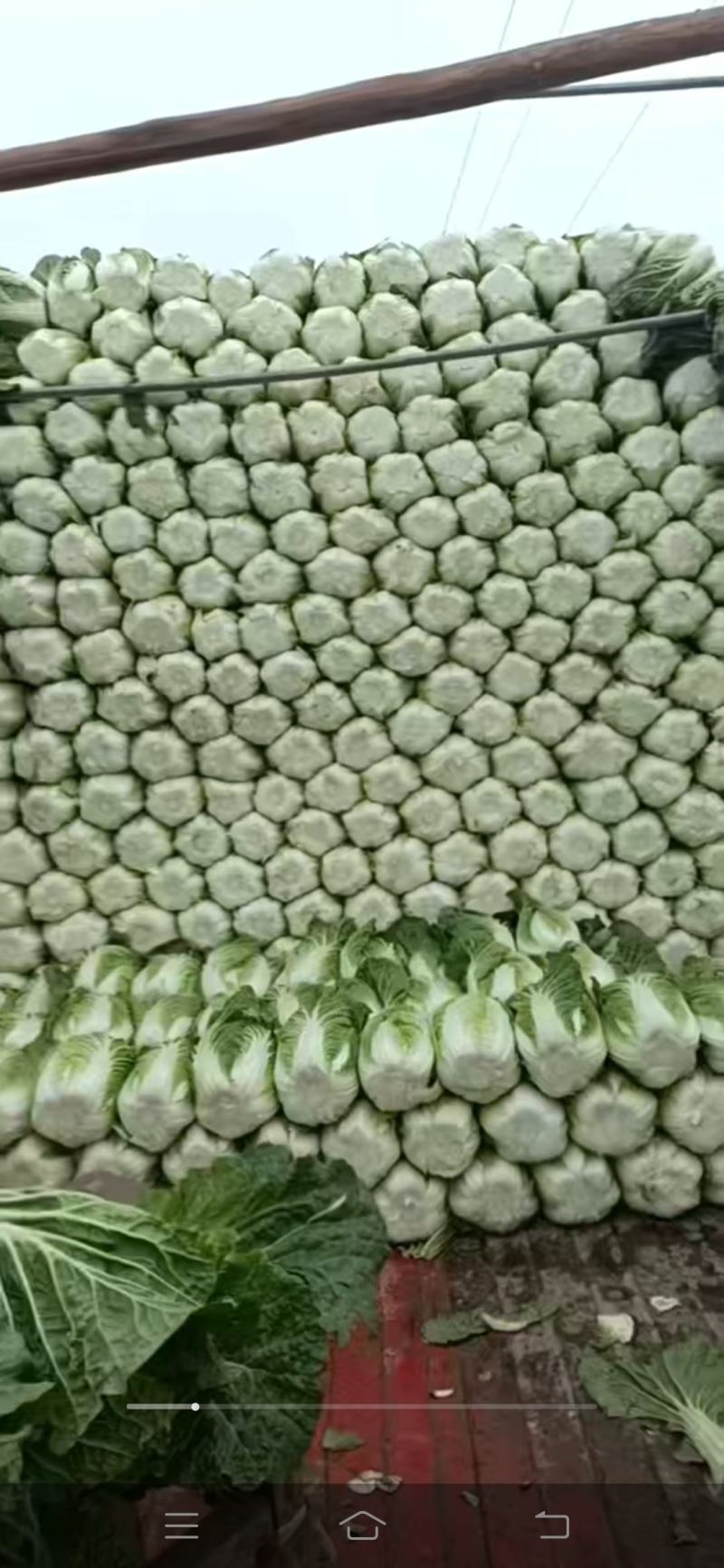 白心大白菜，黄心大大白菜，储存时间长，