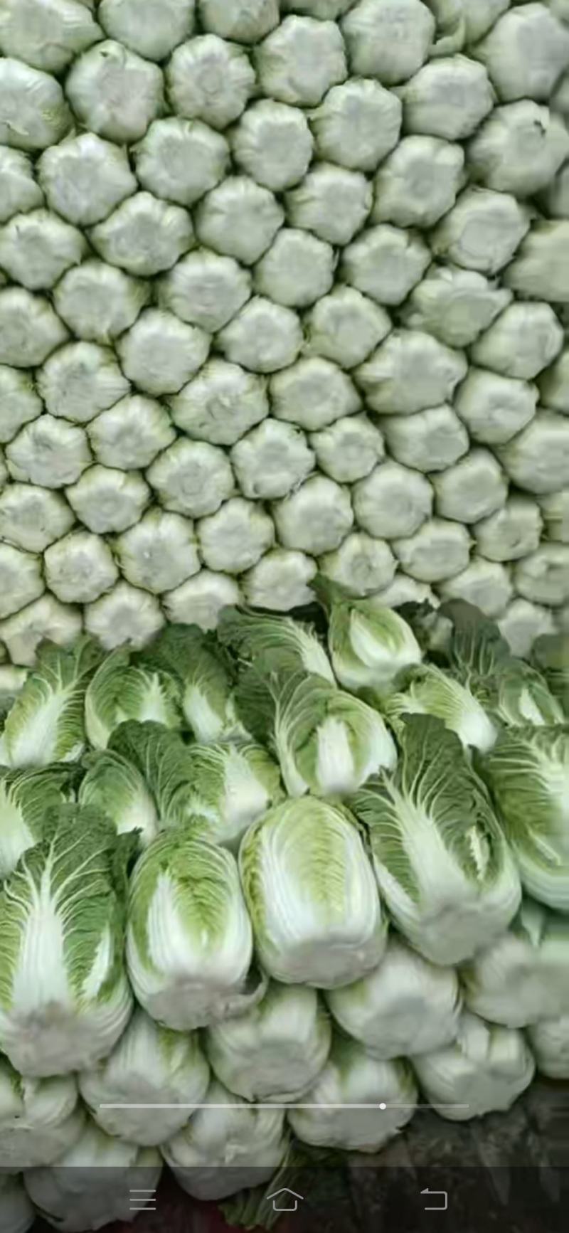 白心大白菜，黄心大大白菜，储存时间长，