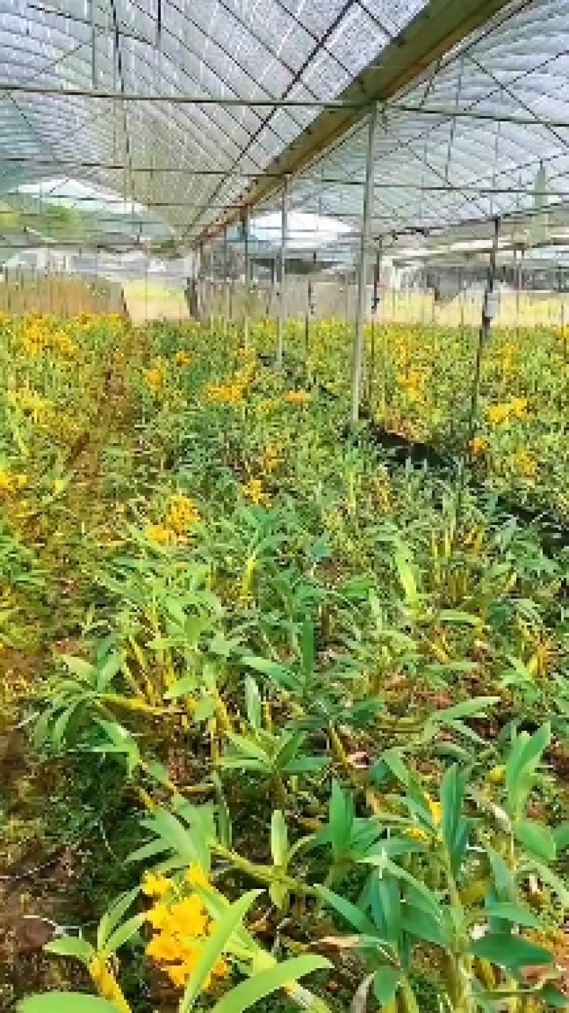 云南产地精品大鼓槌石斛丛苗丛型漂亮基地直发5公斤起包邮