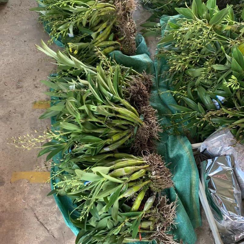 云南产地精品大鼓槌石斛丛苗丛型漂亮基地直发5公斤起包邮