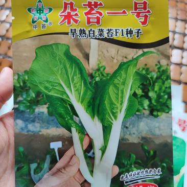 朵苔一号白菜苔种子，10克