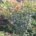 绿篱红叶石楠
