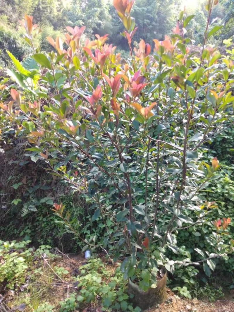 绿篱红叶石楠