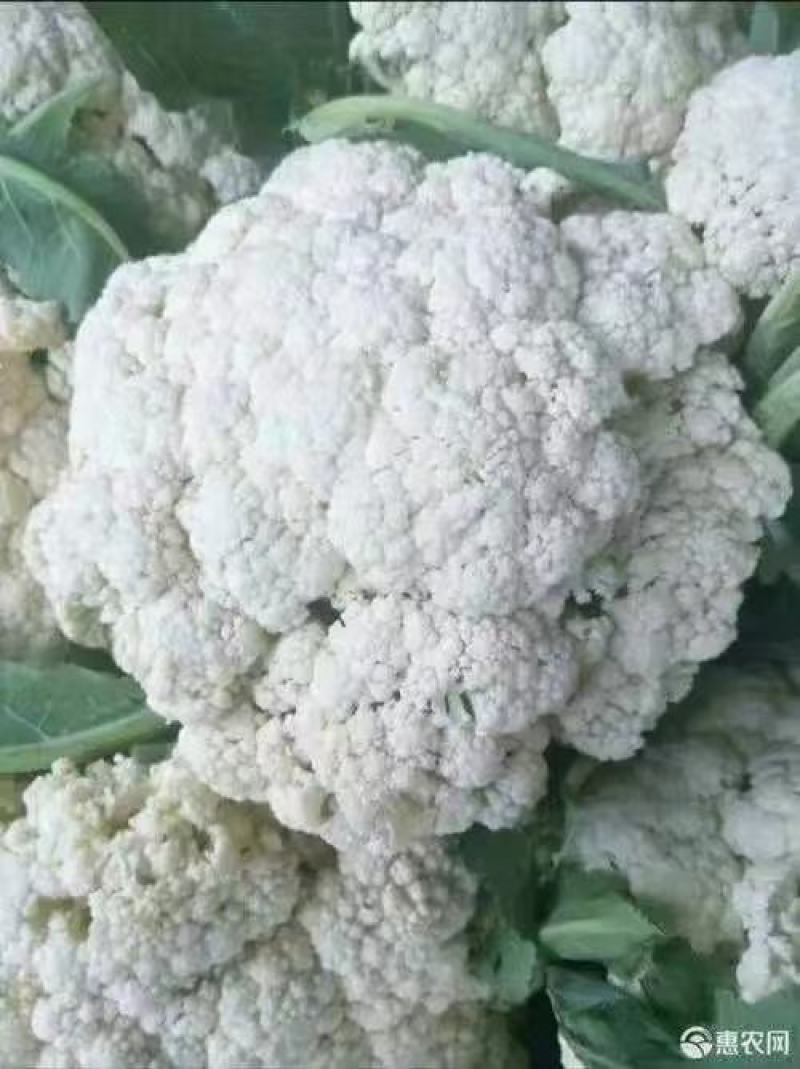 精品有机花，菜花花菜。产地直发，价格优惠。质量保证。