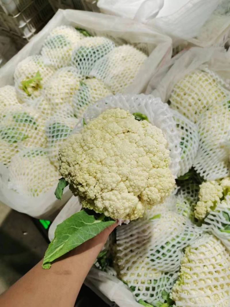 精品有机花，菜花花菜。产地直发，价格优惠。质量保证。