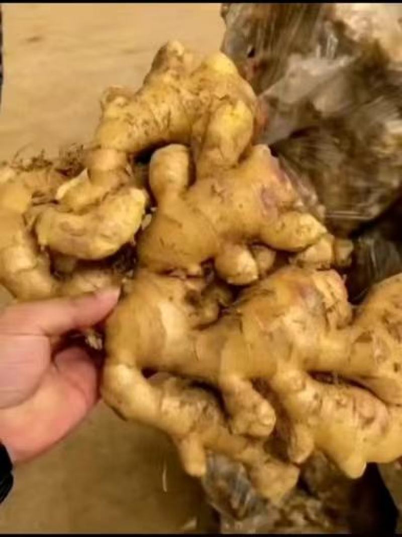 精品大姜，产地直发，诚信可靠，价格实惠，质量保证。