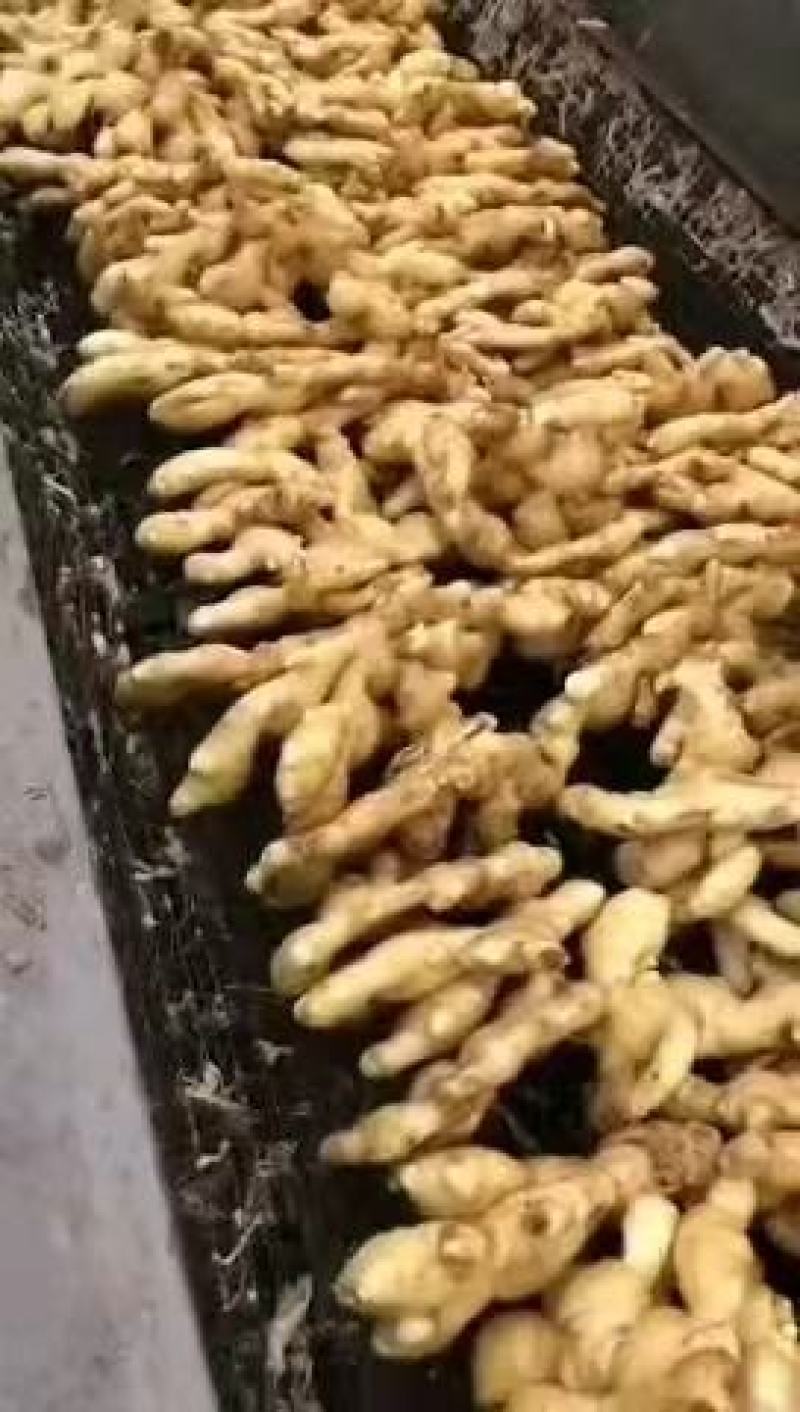 精品大姜，产地直发，诚信可靠，价格实惠，质量保证。