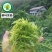 龙须莓茶张家界野生正品茅岩莓茶天子念来凤藤茶苦甘露咽喉茶