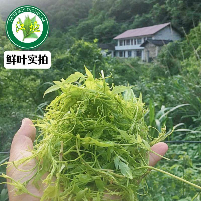 龙须莓茶张家界野生正品茅岩莓茶天子念来凤藤茶苦甘露咽喉茶