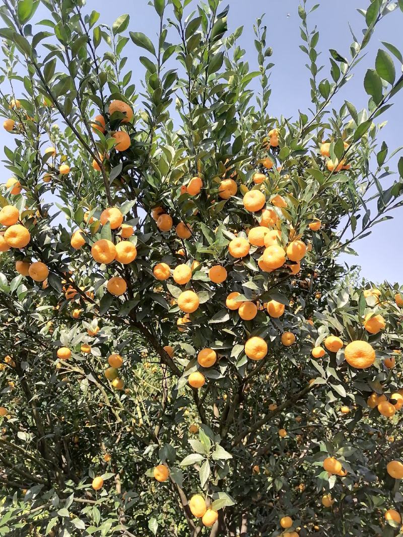 广西桂林蜜广（棉桔）臭橘对接市场商超电商等量大从优