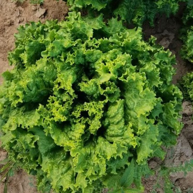 绿叶生菜四季有货有大棚可发全国产地发货质量可靠