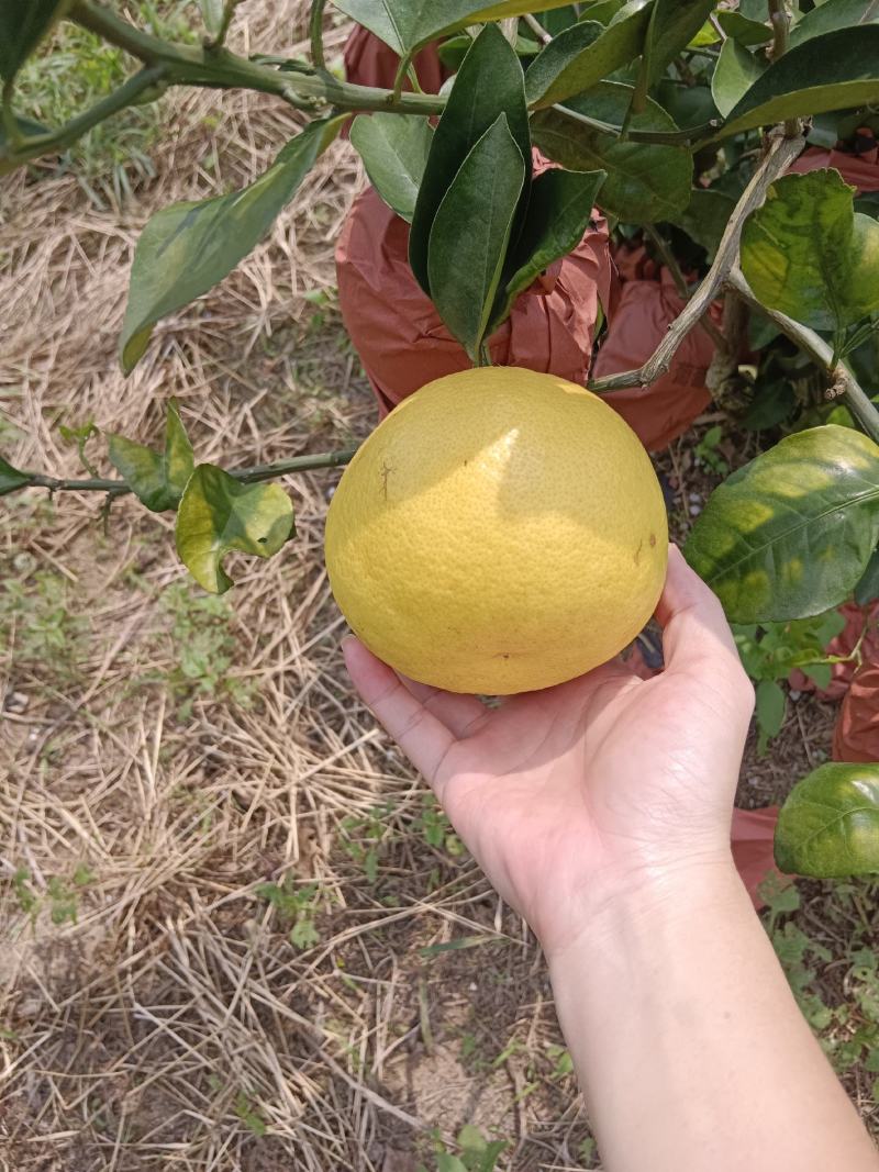 葡萄柚，皮薄肉厚汁多。大果园，二十多万斤果