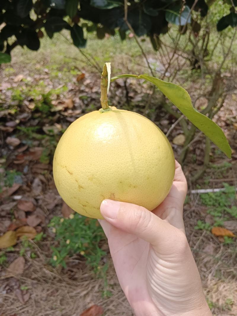 葡萄柚，皮薄肉厚汁多。大果园，二十多万斤果