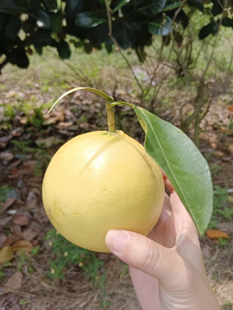 葡萄柚，皮薄肉厚汁多。大果园，二十多万斤果
