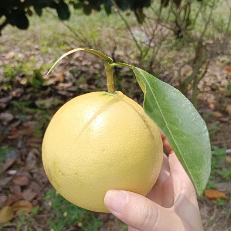 葡萄柚，皮薄肉厚汁多。大果园，二十多万斤果