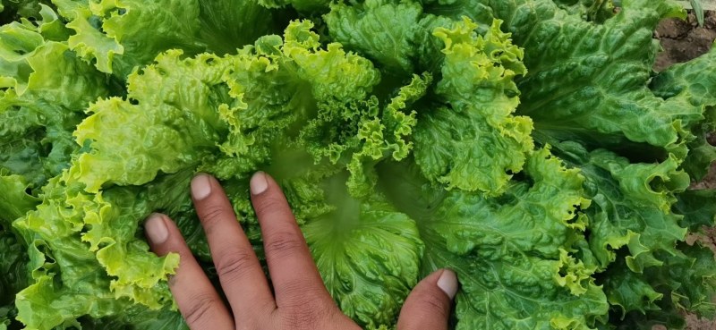 绿叶生菜四季有货有大棚可发全国产地发货质量可靠