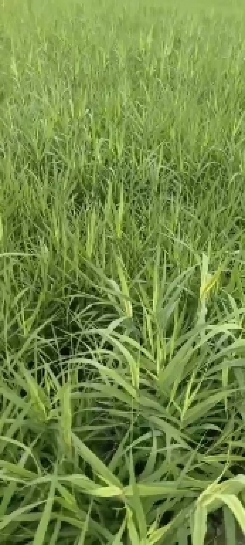 花叶芦竹，基地直发农户价，价格优惠货源充足欢迎采购