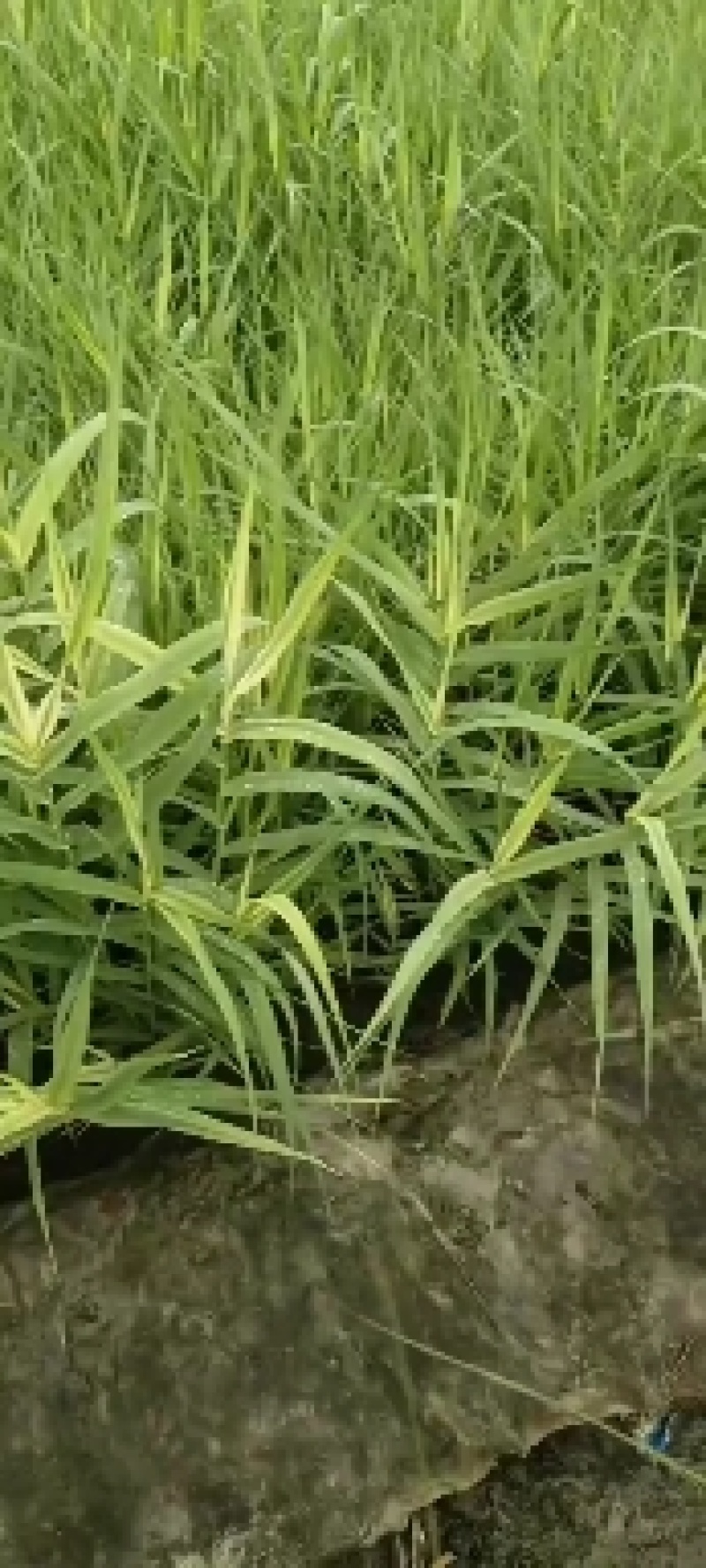 花叶芦竹，基地直发农户价，价格优惠货源充足欢迎采购