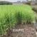花叶芦竹，基地直发农户价，价格优惠货源充足欢迎采购