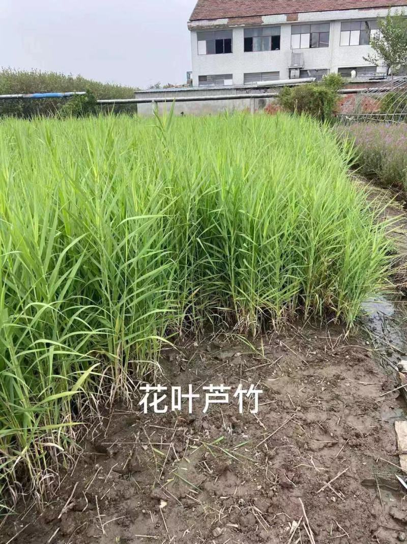 花叶芦竹，基地直发农户价，价格优惠货源充足欢迎采购