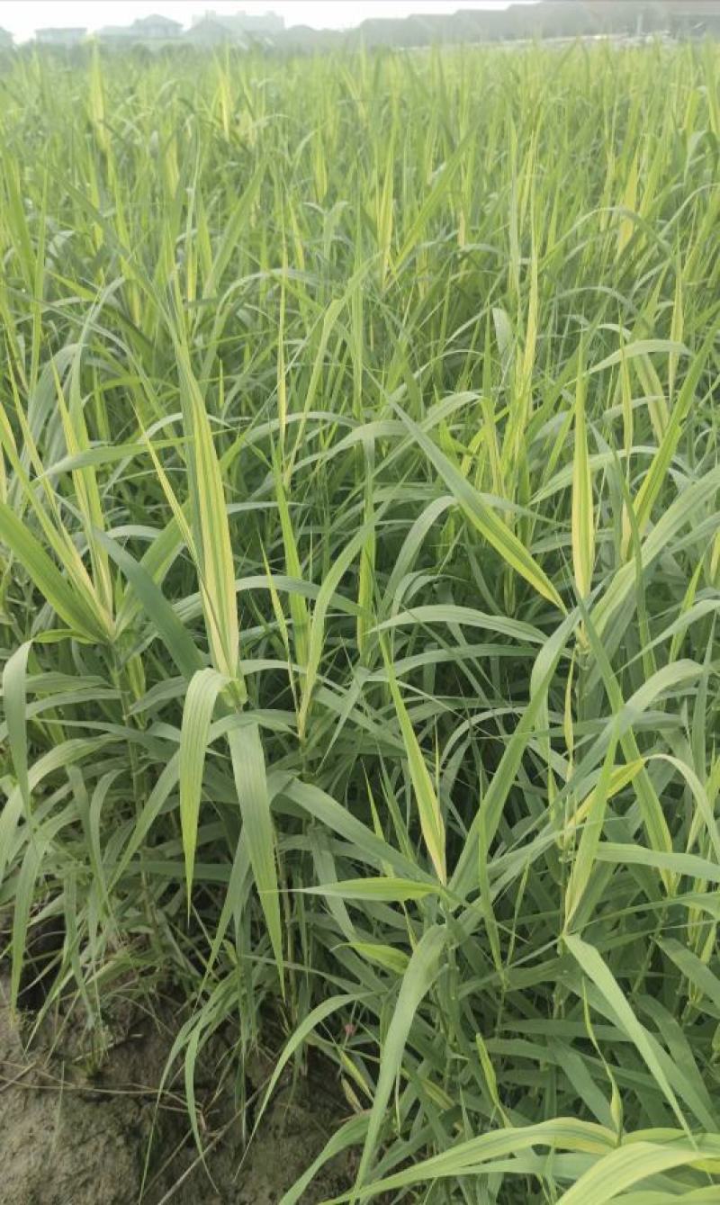 花叶芦竹，基地直发农户价，价格优惠货源充足欢迎采购