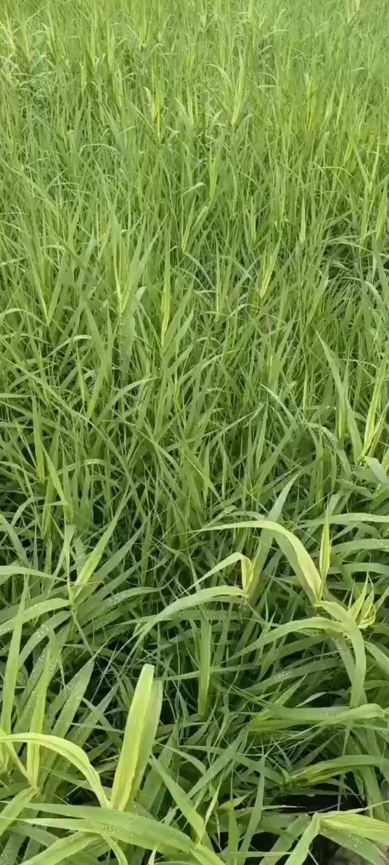 花叶芦竹，基地直发农户价，价格优惠货源充足欢迎采购