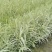 花叶芦竹，基地直发农户价，价格优惠货源充足欢迎采购