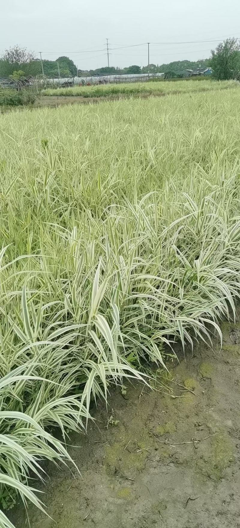 花叶芦竹，基地直发农户价，价格优惠货源充足欢迎采购