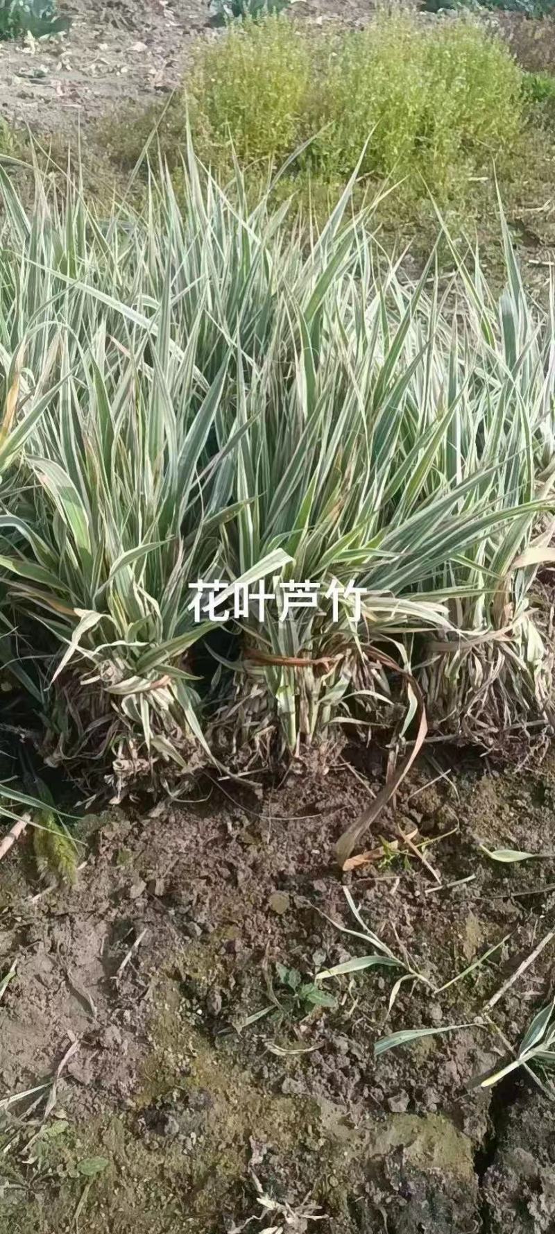 花叶芦竹，基地直发农户价，价格优惠货源充足欢迎采购