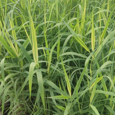 花叶芦竹，基地直发农户价，价格优惠货源充足欢迎采购