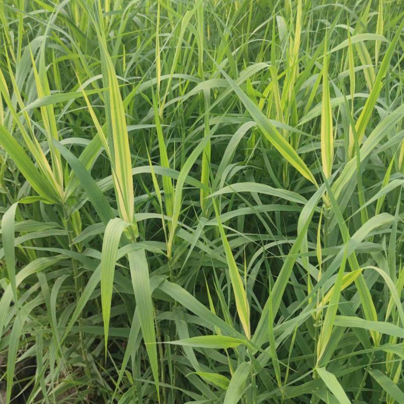 花叶芦竹，基地直发农户价，价格优惠货源充足欢迎采购