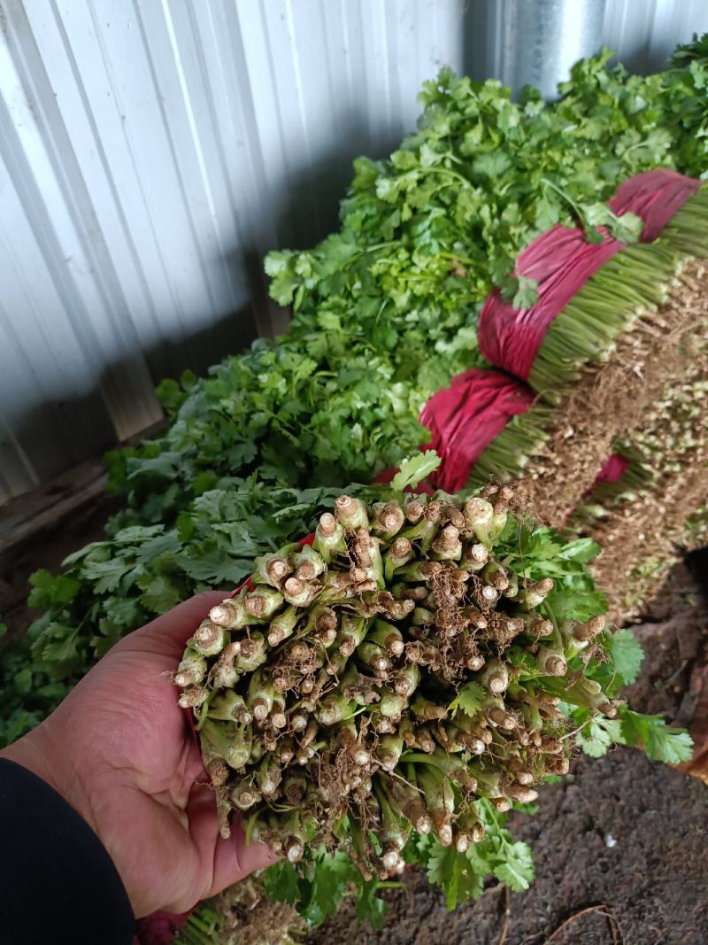 【荐】精品泰安大叶香菜，一手货源，产地直发，欢迎来电咨询